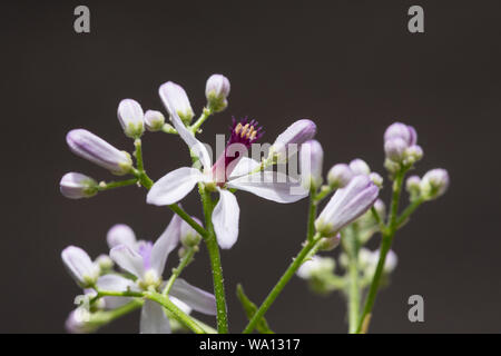 Freshly bloomed purple Neem flower closeup Stock Photo