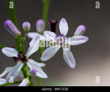 Freshly bloomed purple Neem flower closeup Stock Photo