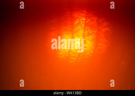 warm orange blurred abstract background - sun shines through the branches of araucaria Stock Photo