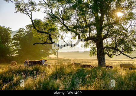 Cows grazing in very rough ground early morning with rising sun through a mature tree in NW Highlands of Scotland Stock Photo