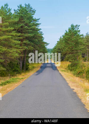 Paved path leading through dense forest Stock Photo