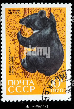 Asiatic Black Bear, Ursus thibetanus, Fauna of Sikhote-Alin Nature Reserve, postage stamp, Russia, USSR, 1970 Stock Photo