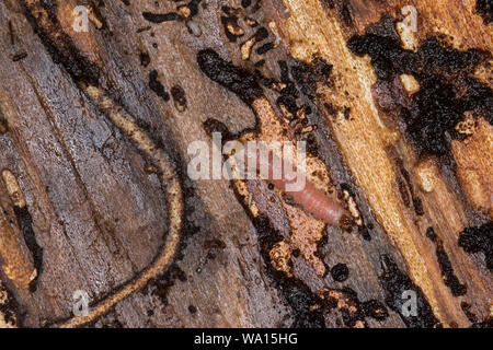 Ameisenbuntkäfer, Ameisenbunt-Käfer, Larve unter der Rinde einer Fichte, Gemeiner Ameisenbuntkäfer, Borkenkäferfresser, Ameisenartiger Buntkäfer, Than Stock Photo