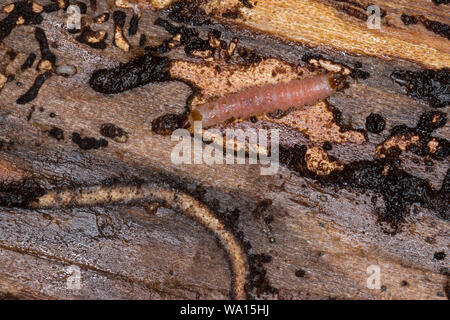 Ameisenbuntkäfer, Ameisenbunt-Käfer, Larve unter der Rinde einer Fichte, Gemeiner Ameisenbuntkäfer, Borkenkäferfresser, Ameisenartiger Buntkäfer, Than Stock Photo