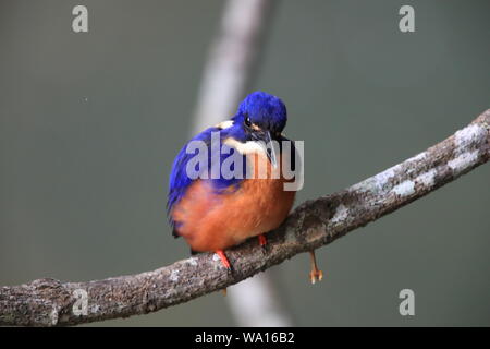 Australian Azure Kingfisher Queensland, Australia Stock Photo