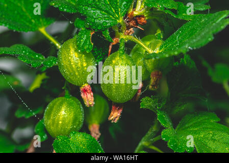 Horizontal photo with few gooseberries. Berries have fresh green color. Berries are still on the plant with many leaves. Berries are unripe. Stock Photo