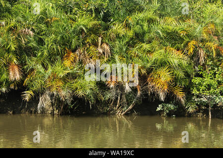 Breathing roots of Keora trees at the World largest mangrove forest Sundarbans, famous for the Royal Bengal Tiger and UNESCO World Heritage site in Ba Stock Photo