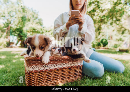 cropped view of blonde girl sitting in green garden and using smartphone near wicker box with adorable puppies Stock Photo