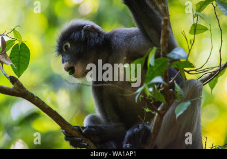 Image of Dusky Leaf Monkey At Tree.-QY331425-Picxy