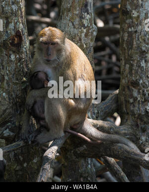 Mother and baby Mangrove or Crab-eating Macaque Phuket Thailand
