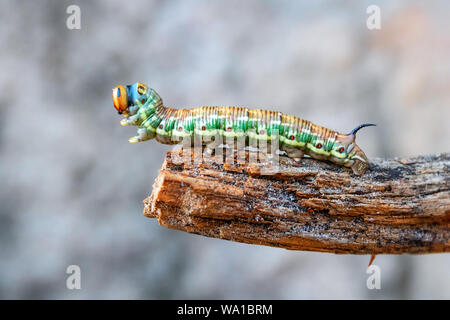 Close-up of a green, brow, yellow pine hawk-moth caterpillar (Sphinx pinastri) with its orange head on a piece of wood. Stock Photo