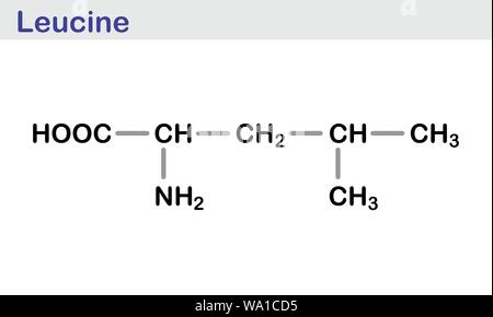 The Leucine amino acid molecule. Skeletal formula. Stock Vector