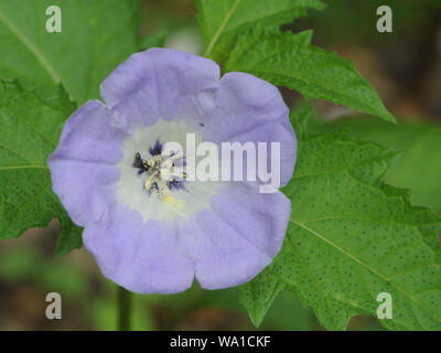 Blue and white bell shaped flower of a shoo-fly plant (Nicandra physalodes). Bedgebury Forest, Kent, UK. Stock Photo