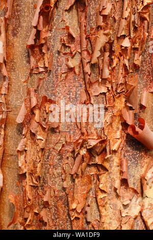 Accer griseum. Paperbark maple displaying characteristic ornamental bark Stock Photo