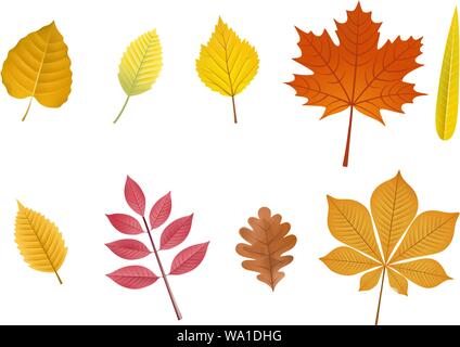 set autumn decorative leaves illustration Stock Vector