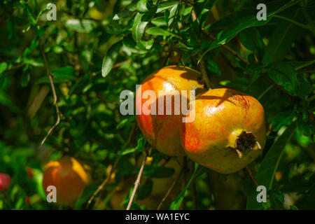 Pomegranate, locally called Anar or Dalim or Bedana fruit tree from Bangladesh. Get premium, Pomegranate - Punica Granatu Stock Photo