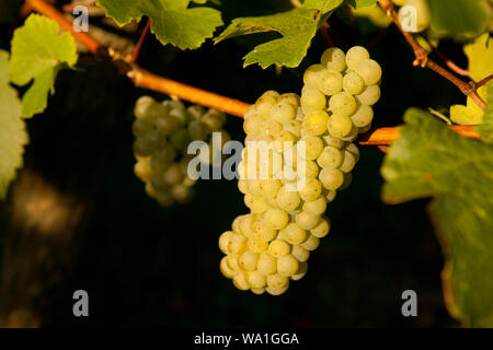 Bunch of grapes hanging on a grapevine in an Alsace vineyard just before harvest Stock Photo