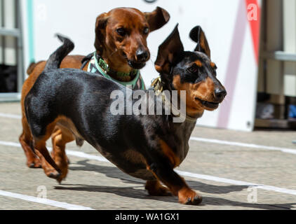 Annual dachshund races at Southbank Melbourne raise funds for Dachshund Rescue Australia Stock Photo