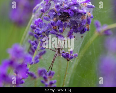 Nursery spider web protecting its young on lavender Stock Photo