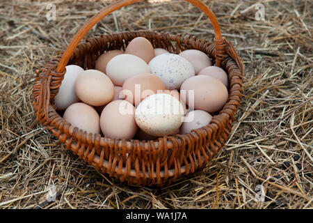 A basket of fresh mixed eggs from chickens and turkeys on a straw background Stock Photo