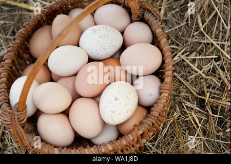 A basket of fresh mixed eggs from chickens and turkeys on a straw background Stock Photo