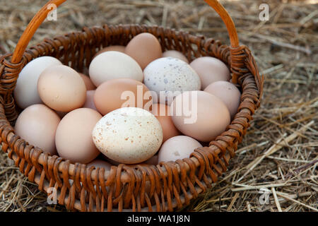 A basket of fresh mixed eggs from chickens and turkeys on a straw background Stock Photo
