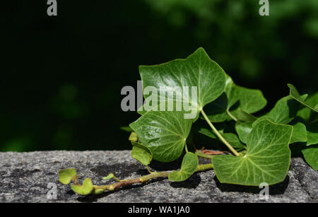 Closeup of fresh green ivy leaves in spring in front of dark background on a brick wall Stock Photo