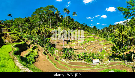 Tegallalang Rice Terraces on Bali in Indonesia Stock Photo