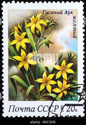 Gagea lutea, yellow star-of-Bethlehem, postage stamp, Russia, USSR, 1983 Stock Photo