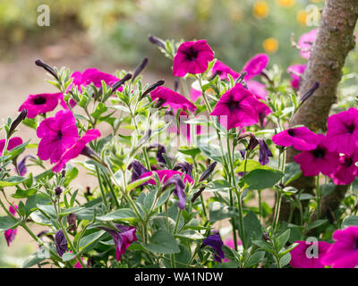 Petunia ‘purple tower’ growing on a trellis Stock Photo - Alamy