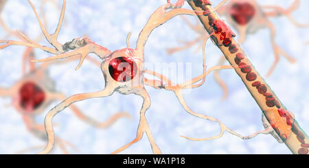 Astrocyte and blood vessel, computer illustration. Astrocytes, brain glial cells, also known as astroglia, connect neuronal cells to blood vessels and provide blood brain barrier. Stock Photo