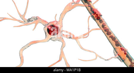 Astrocyte and blood vessel, computer illustration. Astrocytes, brain glial cells, also known as astroglia, connect neuronal cells to blood vessels and provide blood brain barrier. Stock Photo