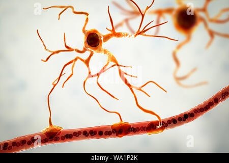 Astrocyte and blood vessel, computer illustration. Astrocytes, brain glial cells, also known as astroglia, connect neuronal cells to blood vessels and provide blood brain barrier. Stock Photo