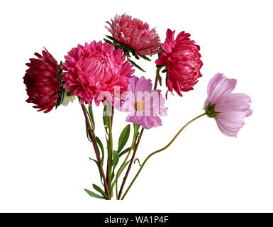 flower arrangement bouquet of white red asters and pink white cosmos isolated on white background closeup Stock Photo