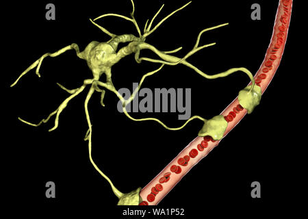 Astrocyte and blood vessel, computer illustration. Astrocytes, brain glial cells, also known as astroglia, connect neuronal cells to blood vessels and provide blood brain barrier. Stock Photo