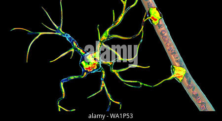 Astrocyte and blood vessel, computer illustration. Astrocytes, brain glial cells, also known as astroglia, connect neuronal cells to blood vessels and provide blood brain barrier. Stock Photo