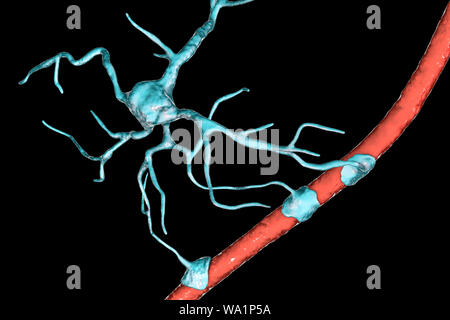 Astrocyte and blood vessel, computer illustration. Astrocytes, brain glial cells, also known as astroglia, connect neuronal cells to blood vessels and provide blood brain barrier. Stock Photo