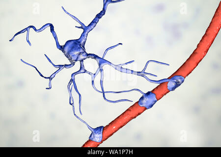 Astrocyte and blood vessel, computer illustration. Astrocytes, brain glial cells, also known as astroglia, connect neuronal cells to blood vessels and provide blood brain barrier. Stock Photo