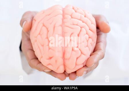 Neurologist holding brain model, close-up. Stock Photo