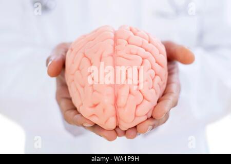 Neurologist holding brain model, close-up. Stock Photo