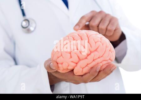 Neurologist pointing at brain model, close-up. Stock Photo