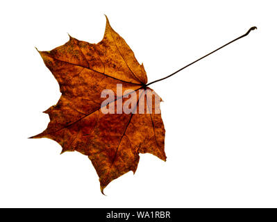 old dry autumn maple leaf red isolated on white background closeup for design Stock Photo