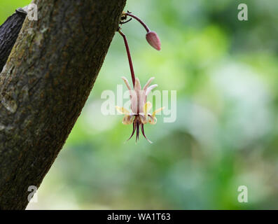 Cacao flower, Quepos, Costa Rica Stock Photo