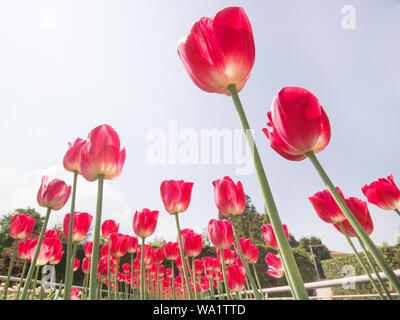 Beautiful, colorful bouquet blooming of tulips fields, spring tulip blossom flowers background. Stock Photo