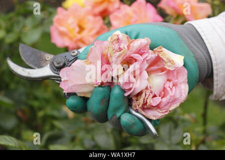 Rosa 'Silver Jubilee'. Faded rose blooms are deadheaded with secateurs to prolong flowering - summer. UK Stock Photo