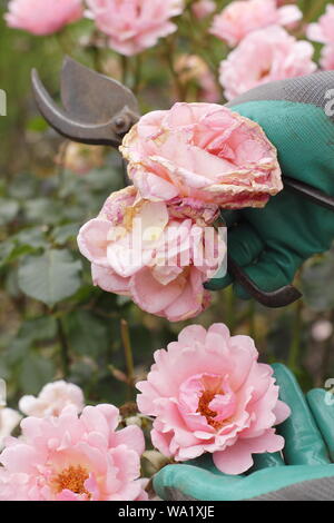 Rosa 'Silver Jubilee'. Faded rose blooms are deadheaded with secateurs to prolong flowering - summer. UK Stock Photo