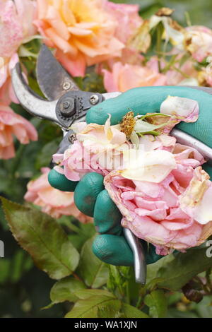 Rosa 'Silver Jubilee'. Faded rose blooms are deadheaded with secateurs to prolong flowering - summer. UK Stock Photo