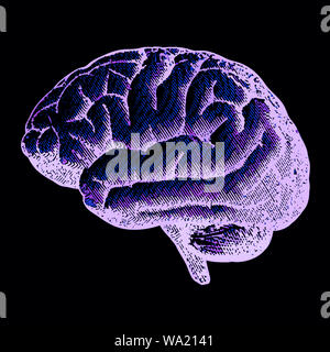 Pink engraving drawing brain illustration isolated on blue green turquoise background Stock Photo