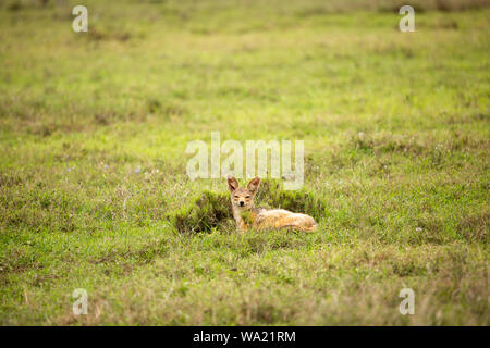 Colour wildlife photograph of lone Black-backed Jackal sitting within grassland, taken in Kenya. Stock Photo