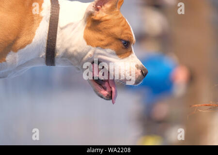 Stanford terrier Stock Photo